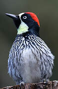 Acorn Woodpecker