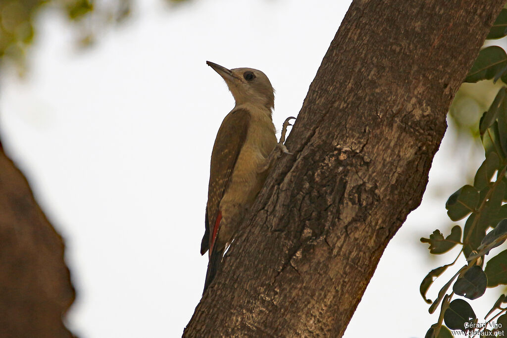 African Grey Woodpecker female adult