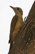 African Grey Woodpecker