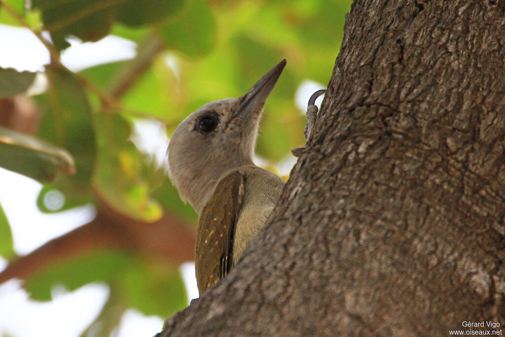 African Grey Woodpecker female adult, close-up portrait