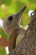 African Grey Woodpecker