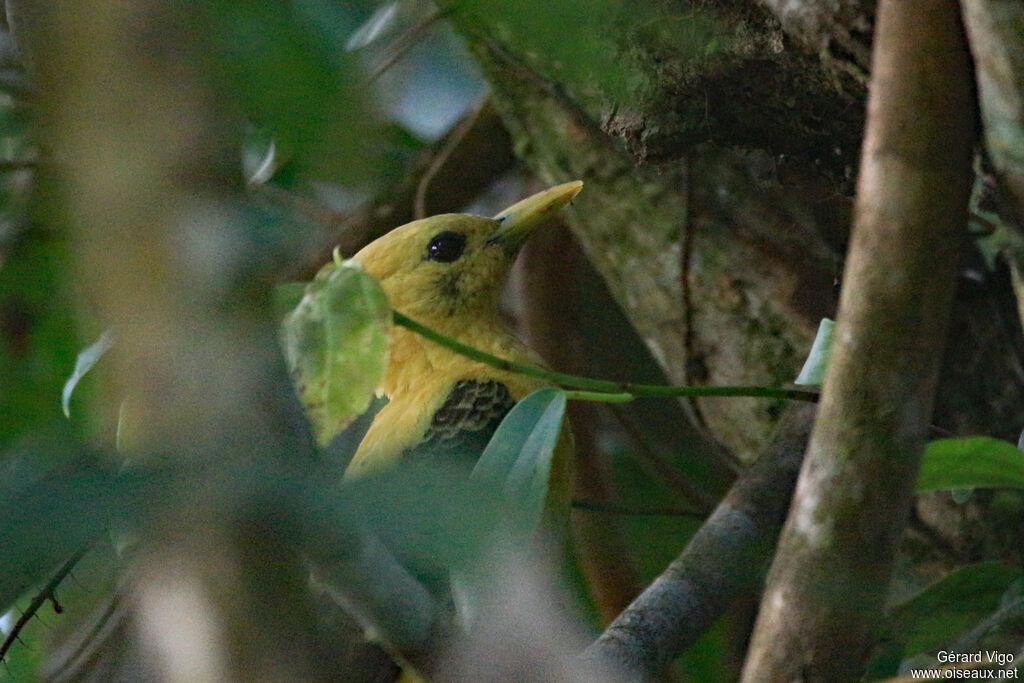 Pic jaune femelle adulte