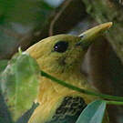 Pic jaune