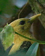 Cream-colored Woodpecker