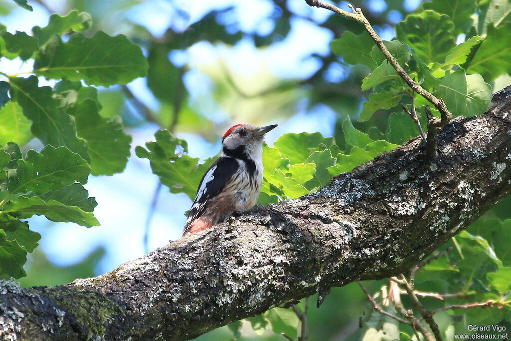 Middle Spotted Woodpeckeradult