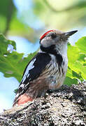 Middle Spotted Woodpecker