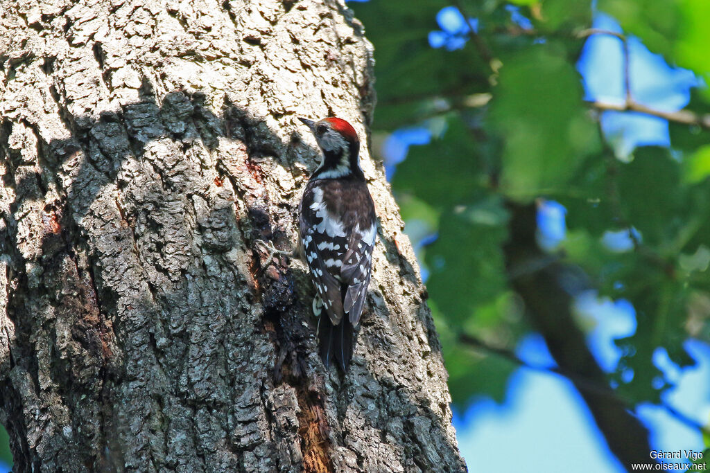 Middle Spotted Woodpeckeradult