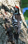 Middle Spotted Woodpecker