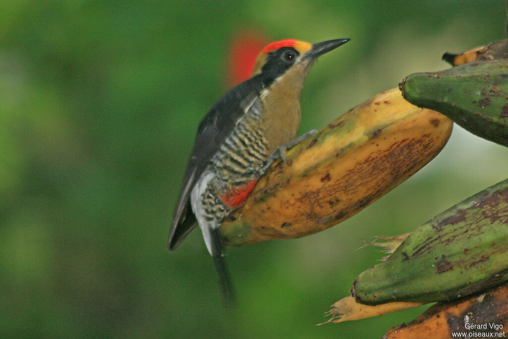 Golden-naped Woodpecker male adult