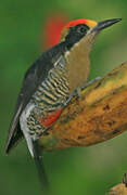 Golden-naped Woodpecker