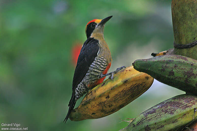 Golden-naped Woodpecker male adult
