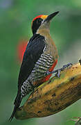 Golden-naped Woodpecker