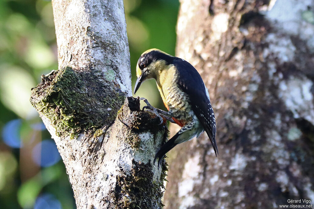 Golden-naped Woodpecker female adult