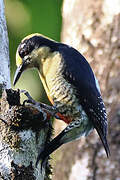 Golden-naped Woodpecker