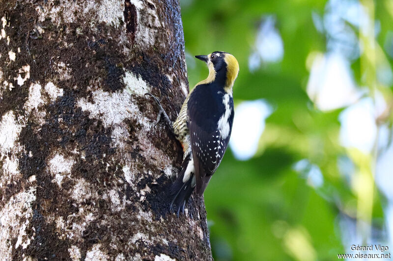 Golden-naped Woodpecker female adult