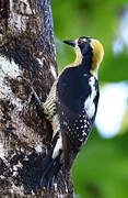 Golden-naped Woodpecker