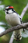 Downy Woodpecker