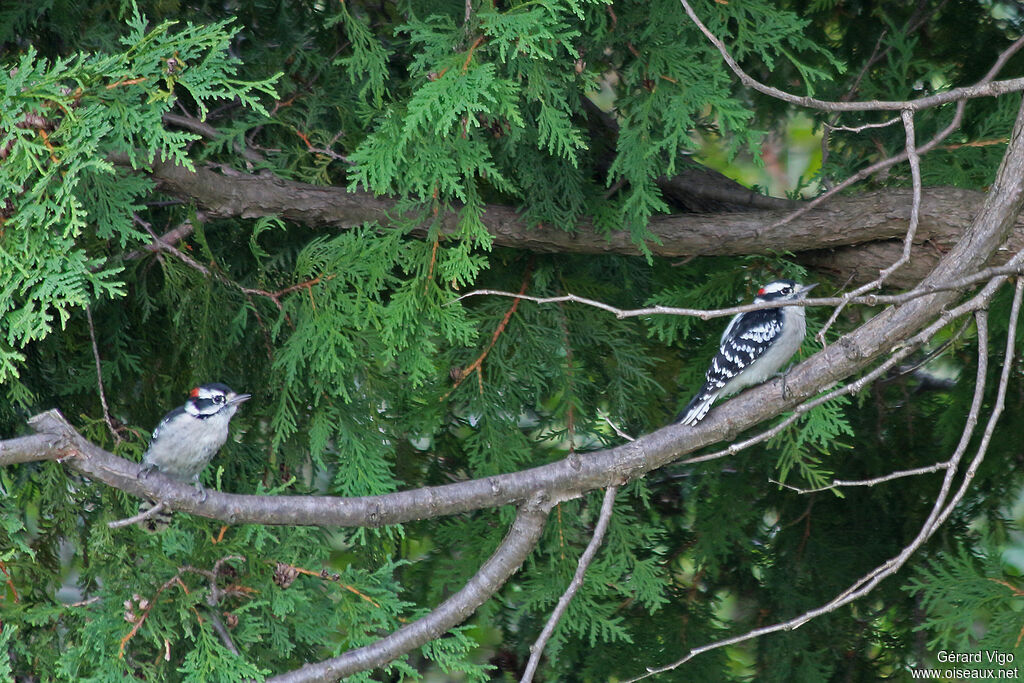 Downy Woodpecker male adult