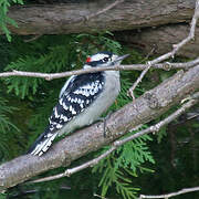 Downy Woodpecker