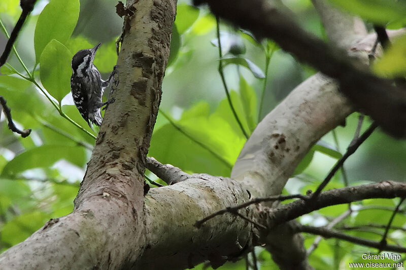 Sunda Pygmy Woodpeckeradult