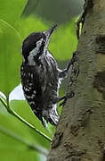 Sunda Pygmy Woodpecker