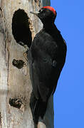 Black Woodpecker