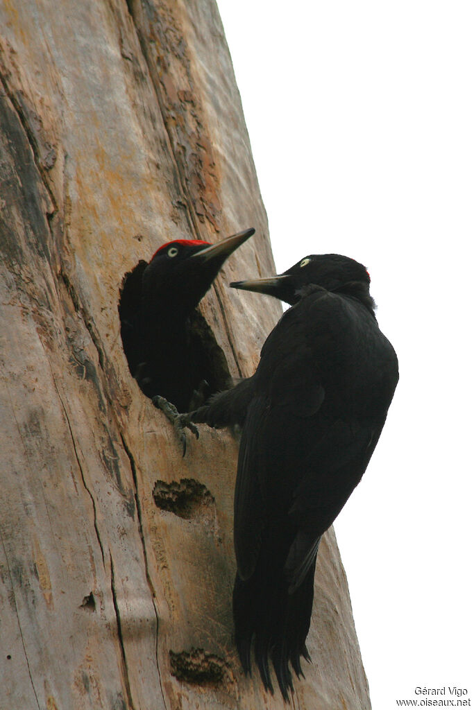 Black Woodpecker adult, Reproduction-nesting