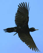 Black Woodpecker