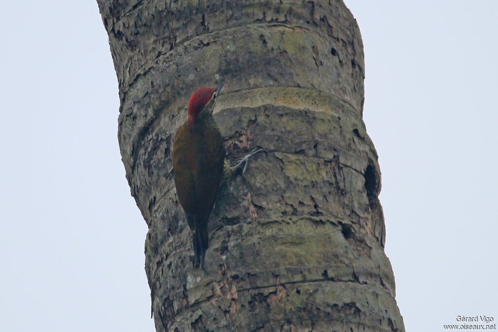 Golden-olive Woodpecker male adult