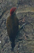 Golden-olive Woodpecker