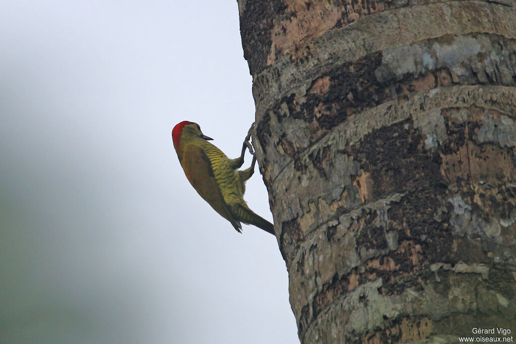 Golden-olive Woodpecker female adult