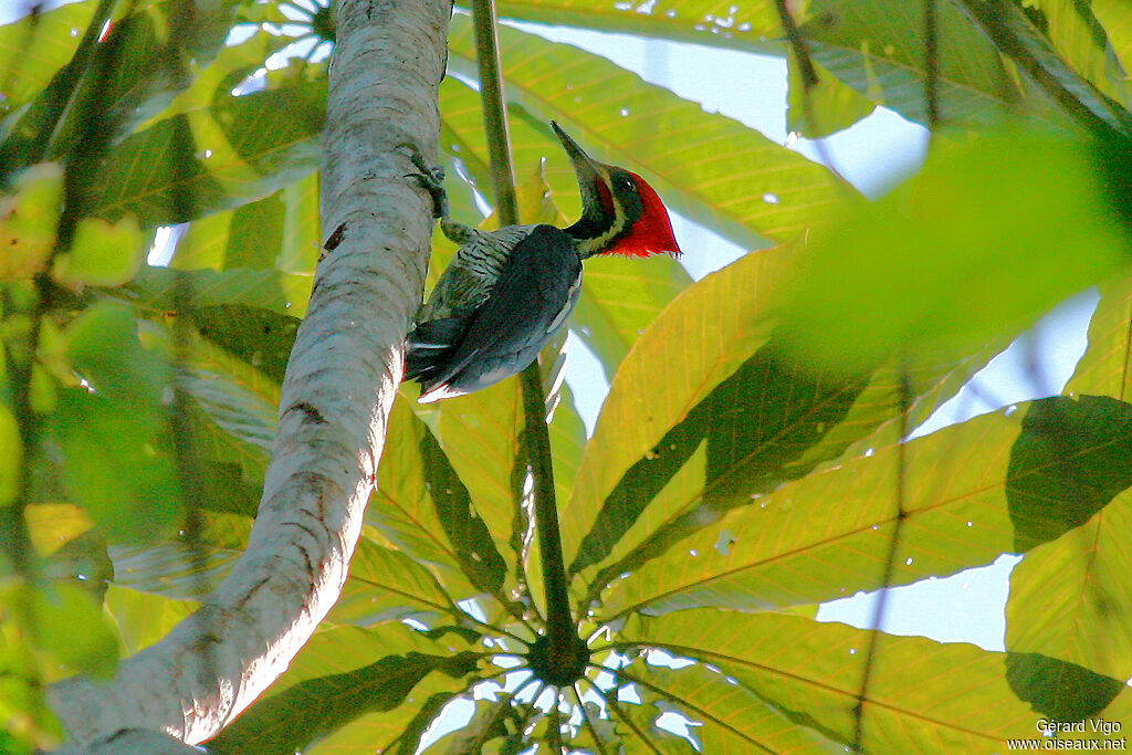 Lineated Woodpecker male adult