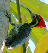 Lineated Woodpecker