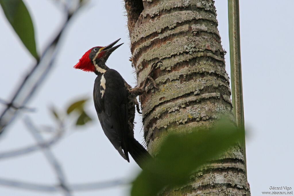 Lineated Woodpecker male adult