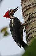 Lineated Woodpecker