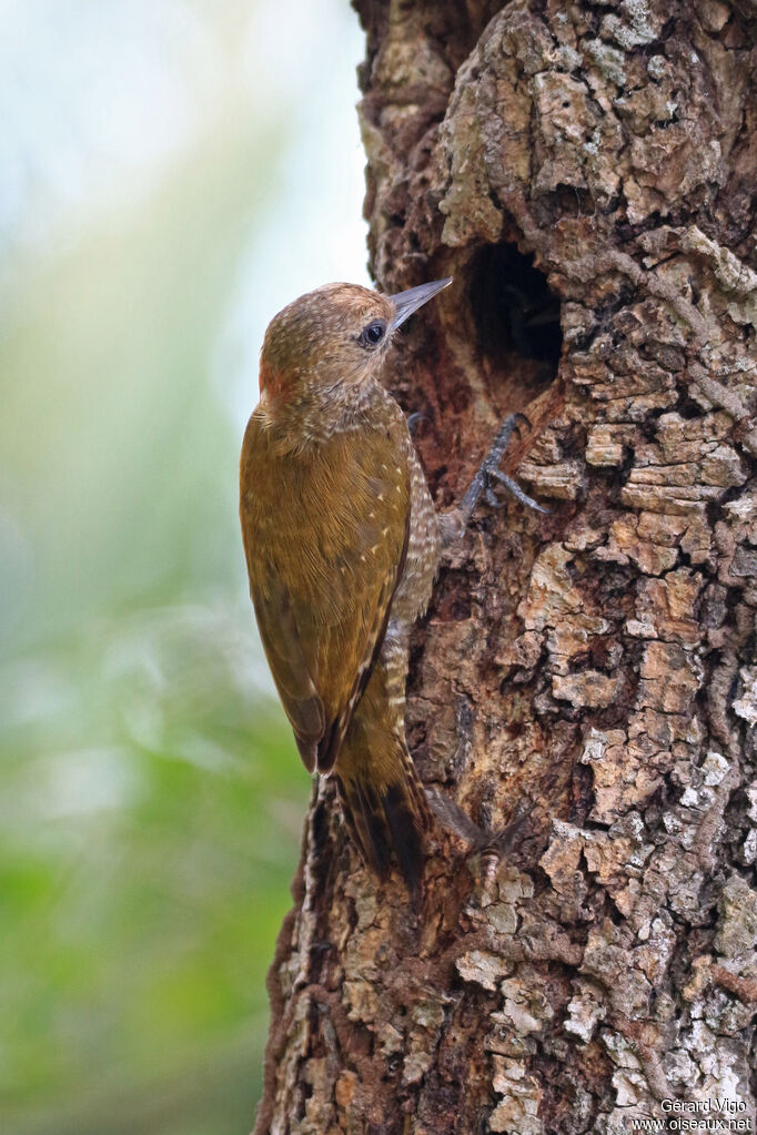 Little Woodpecker female adult