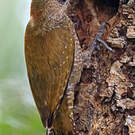 Pic passerin