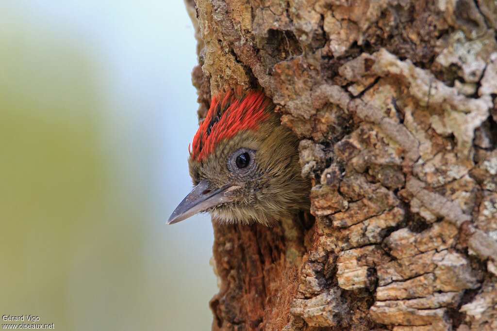 Little WoodpeckerPoussin, Reproduction-nesting