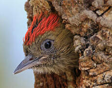 Little Woodpecker