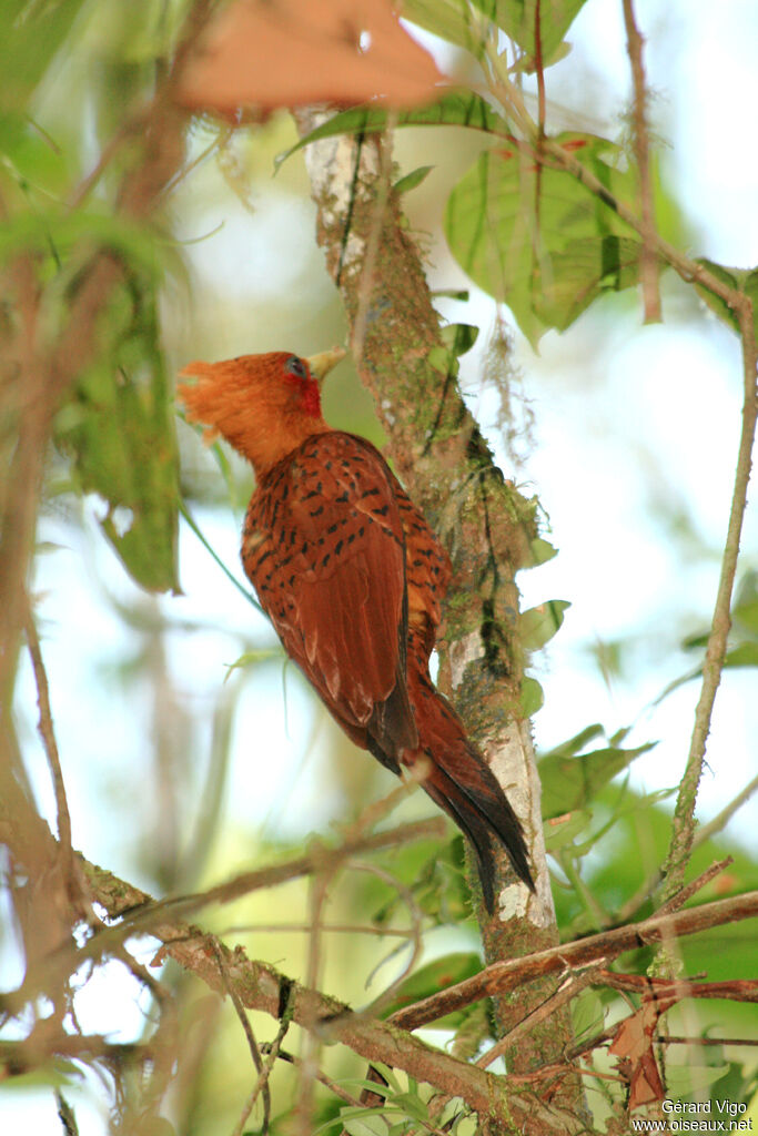 Chestnut-colored Woodpeckeradult