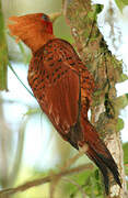 Chestnut-colored Woodpecker