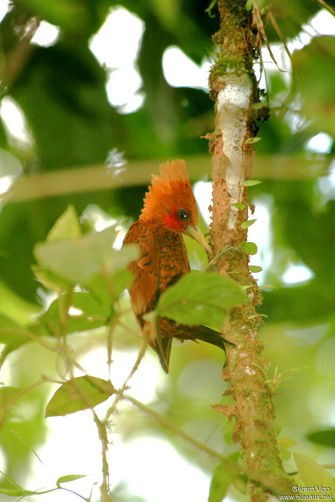 Chestnut-colored Woodpeckeradult