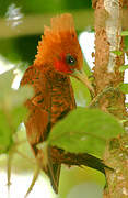 Chestnut-colored Woodpecker