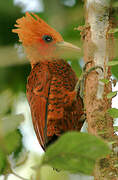 Chestnut-colored Woodpecker