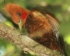 Chestnut-colored Woodpecker