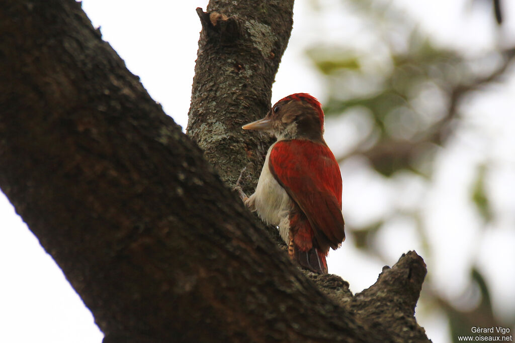 Scarlet-backed Woodpecker male adult