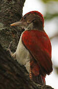 Scarlet-backed Woodpecker