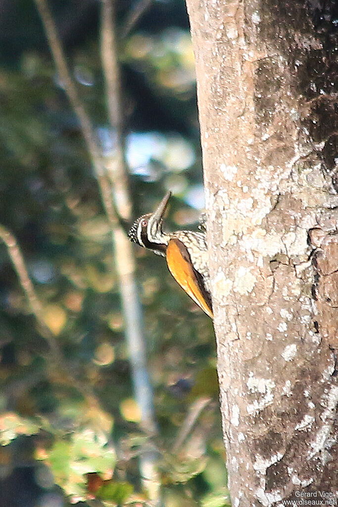 Buff-spotted Flameback female adult