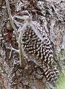 Checkered Woodpecker