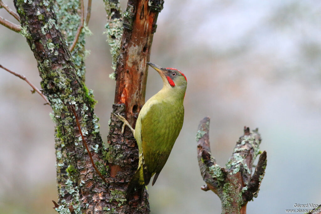 European Green Woodpecker male adult